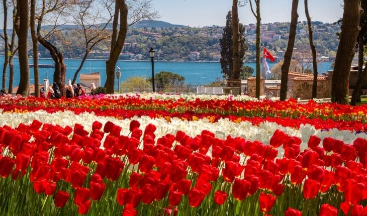 Tulip Festival 